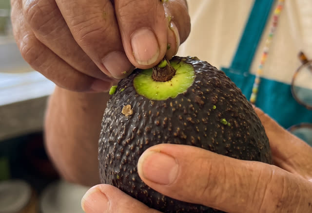 Checking an avocado under the stem